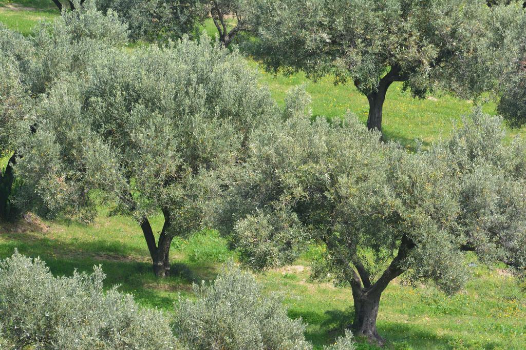 Agriturismo Torre Del Golfo Cropani Kültér fotó